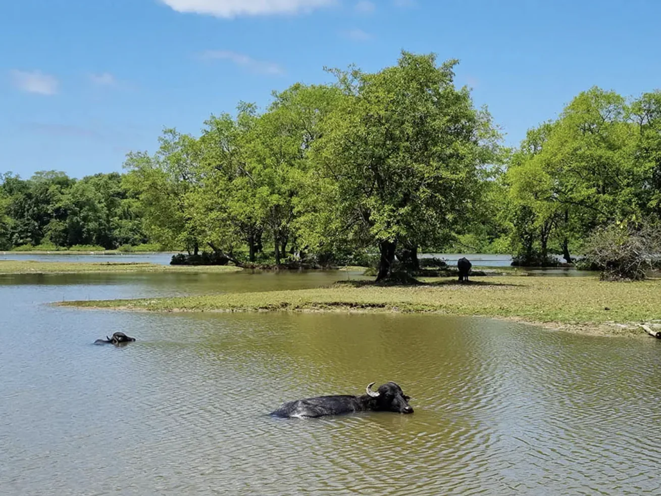 Búfalos atravesando el agua en Marajó