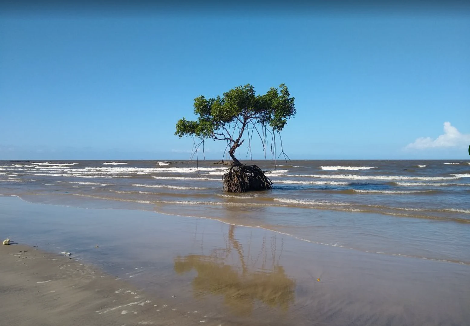 Mangle solitario frente a una playa de la isla de Marajó