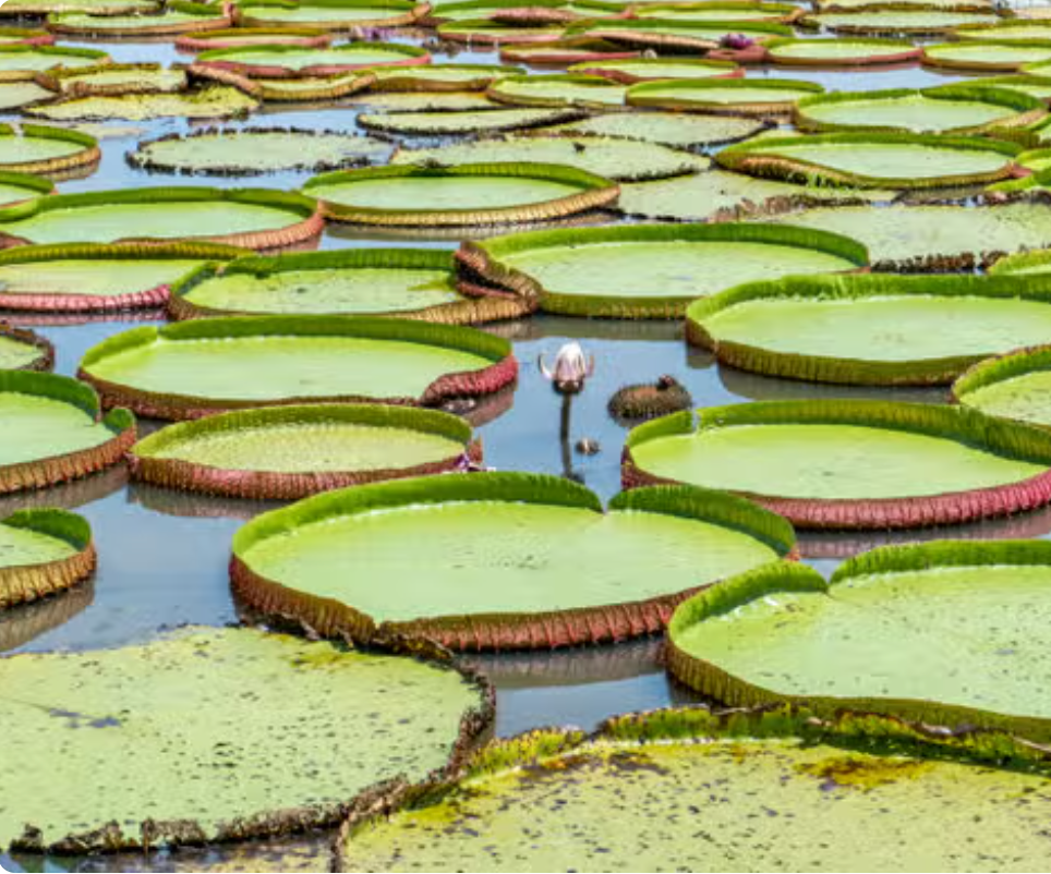 Giant water lilies in Santarém
